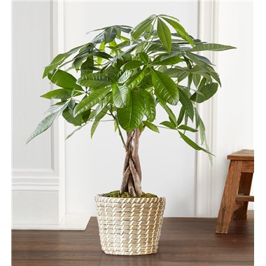 Money Tree